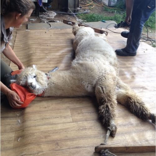 An alpaca being sheered