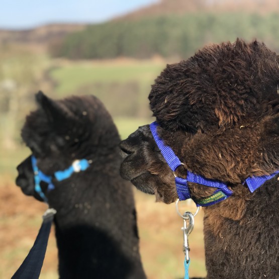 Gift Voucher for an alpaca walk for 2 people
