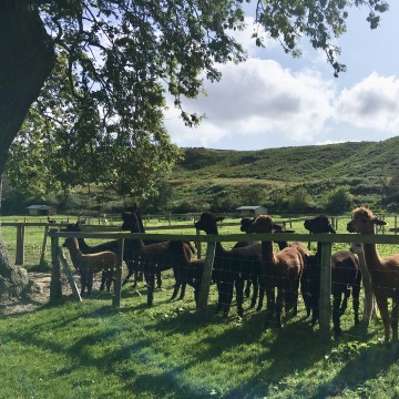 Alpaca Farmer Experience Day